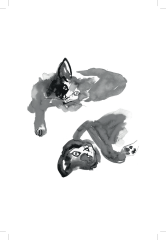 CAT POWER - Kedilerin Şifalı Gücü